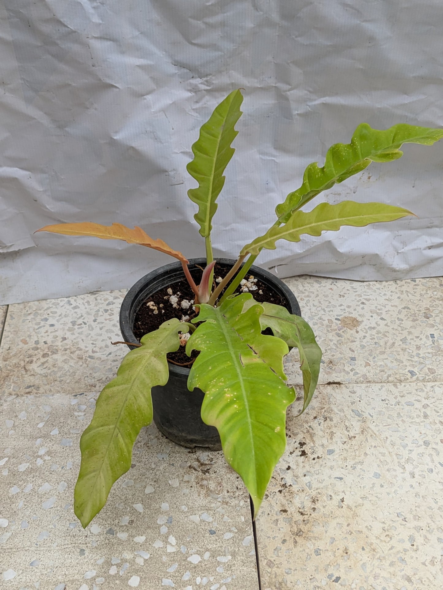 Philodendron ring of fire