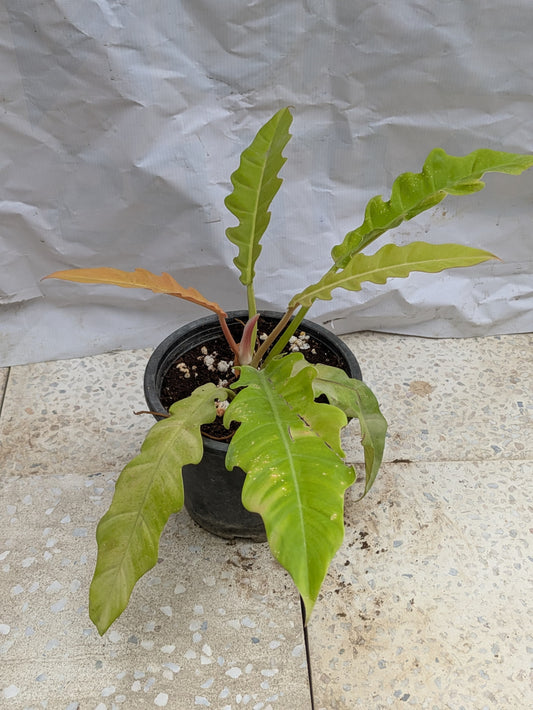Philodendron ring of fire