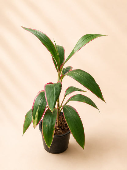 Cordyline fruticosa