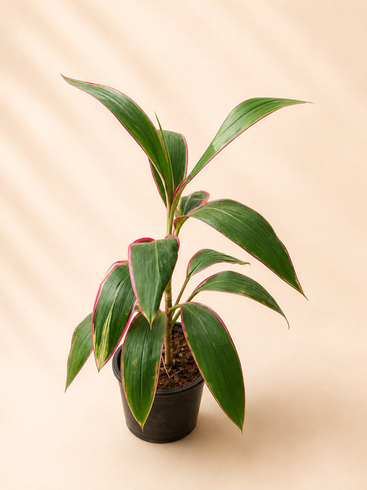 Cordyline fruticosa
