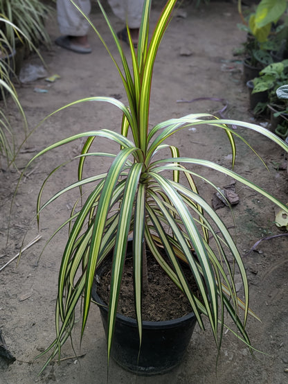 Dracena Marginata golden dragon
