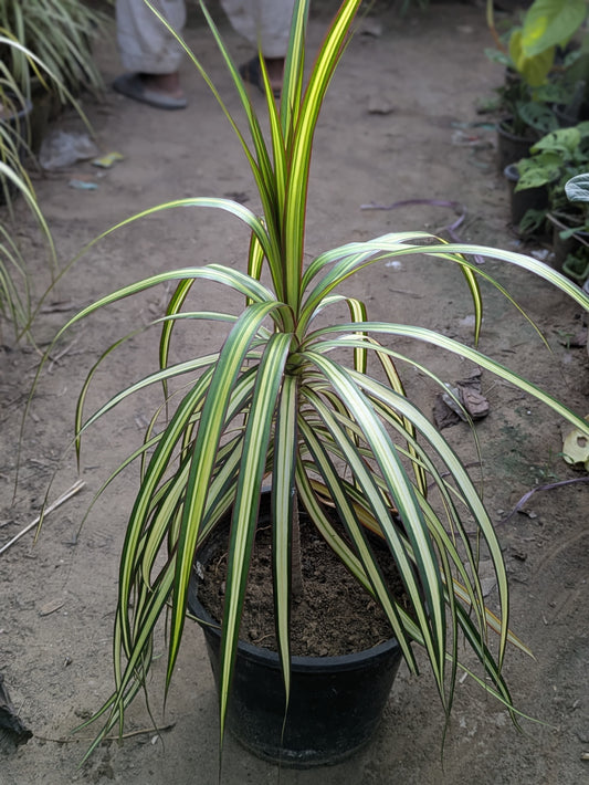 Dracena Marginata golden dragon