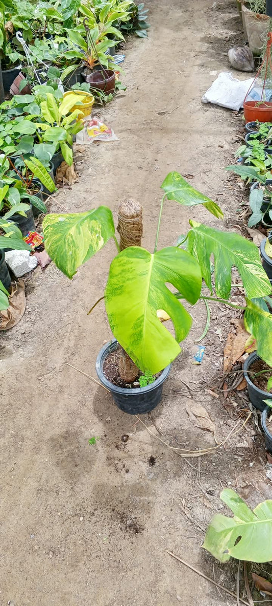 Monstera deliciosa golden (var borsigiana Aurea)