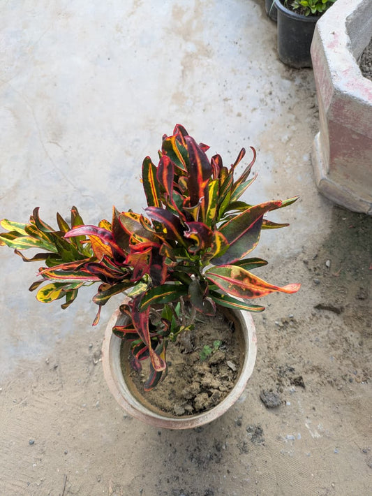 Croton