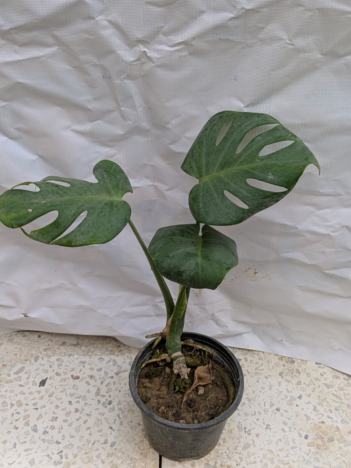 Monstera deliciosa