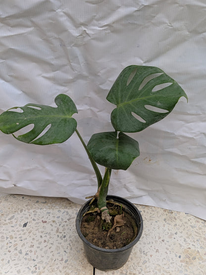 Monstera deliciosa