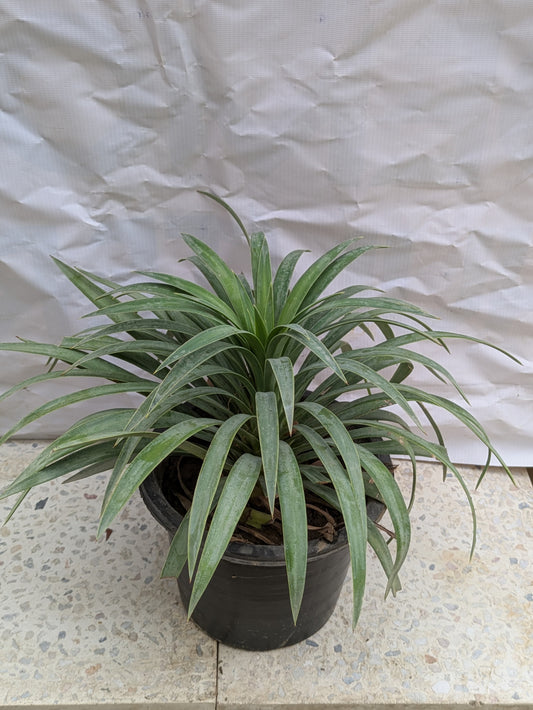 Yucca plant blue boy desmetiana