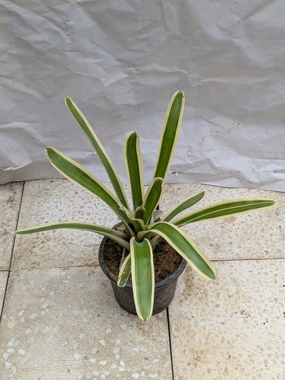 Bromeliad