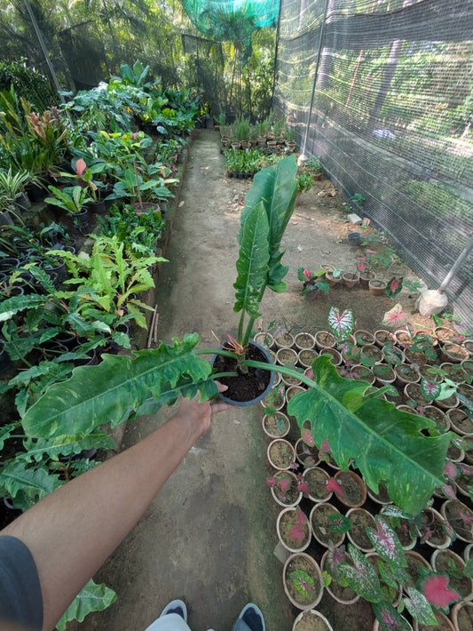 Philodendron ring of fire verigated