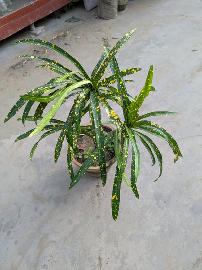 Croton