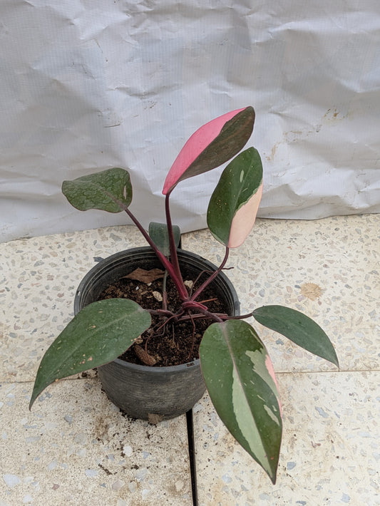 Philodendron pink princess