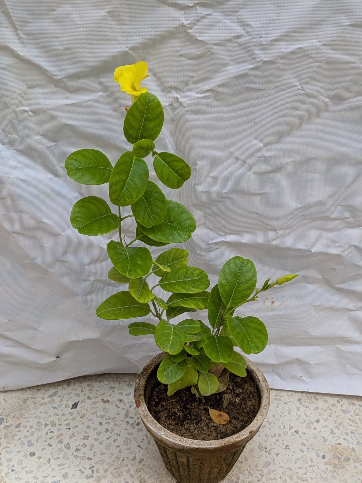 Allamanda yellow creeper cathartica (pentalinon luteum)