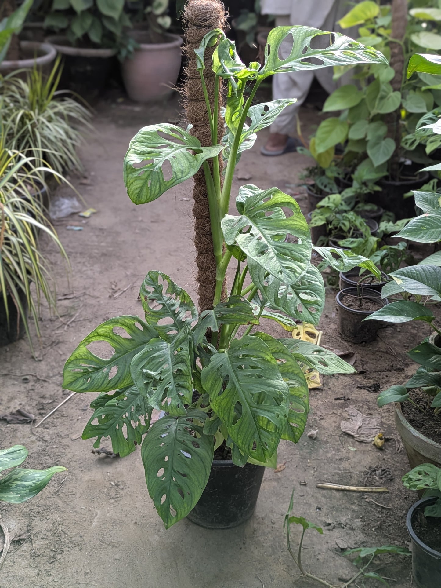 Broken heart (Monstera adansonii)
