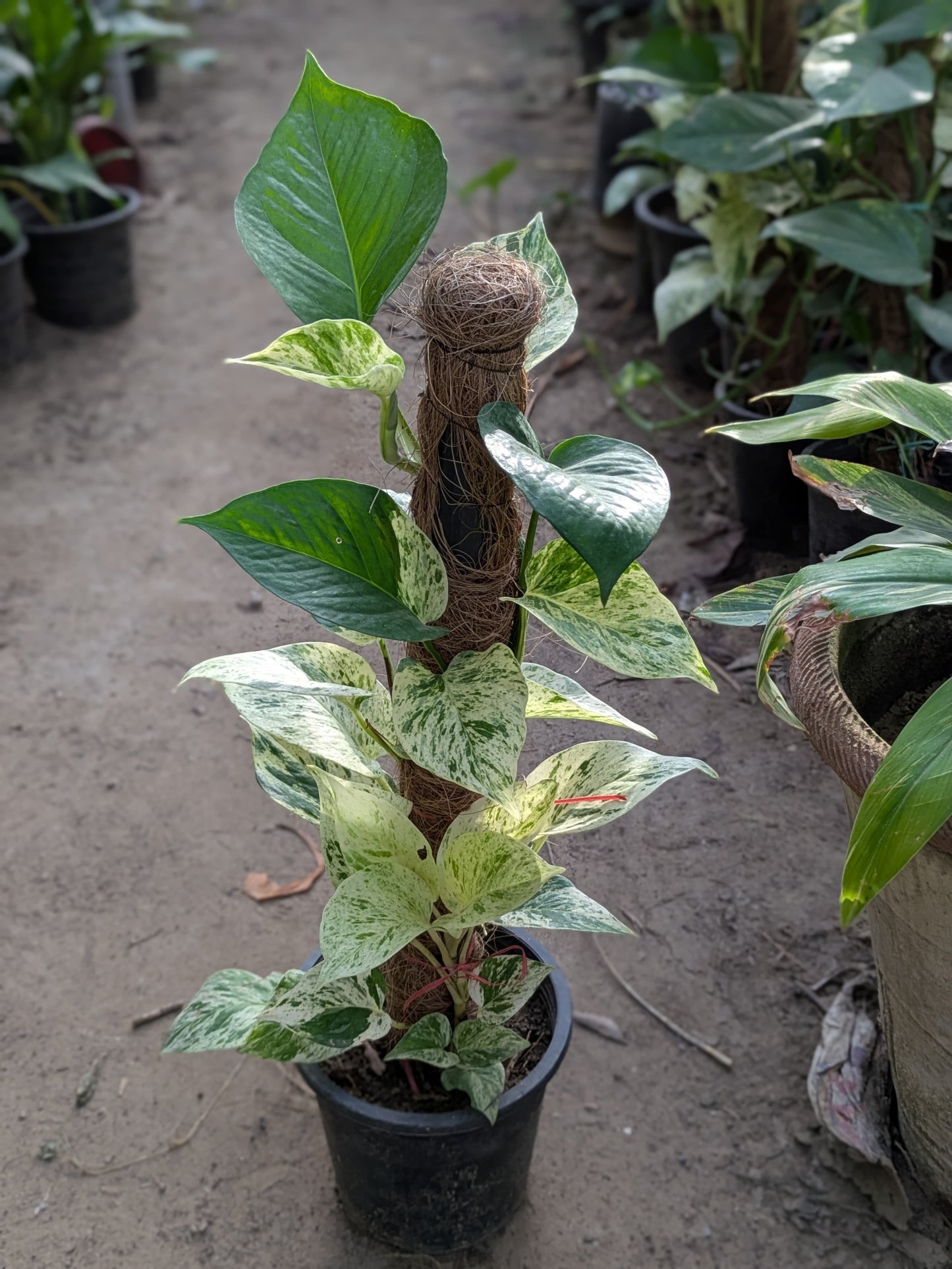 Money plant white (Epipremnum aureum marble queen)