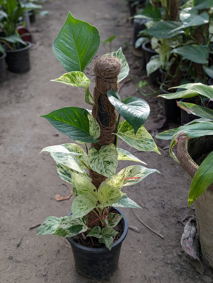 Money plant white (Epipremnum aureum marble queen)