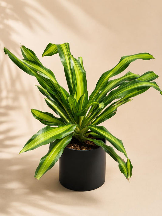 Dracena massangeana (corn plant)